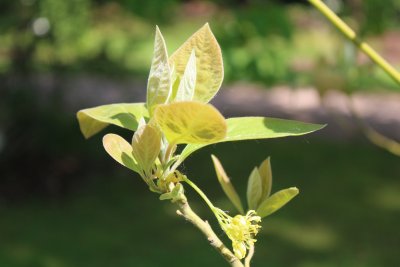 Sassafras albidum - sasafras lékařský - jarní listy